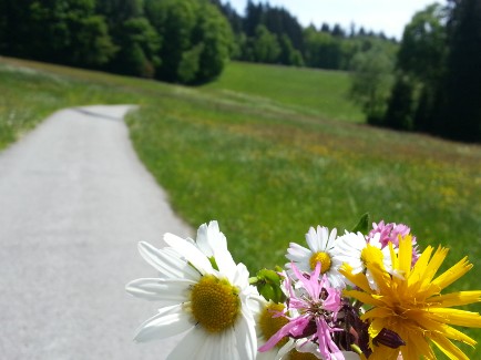 flower meadow in schwarzenberg